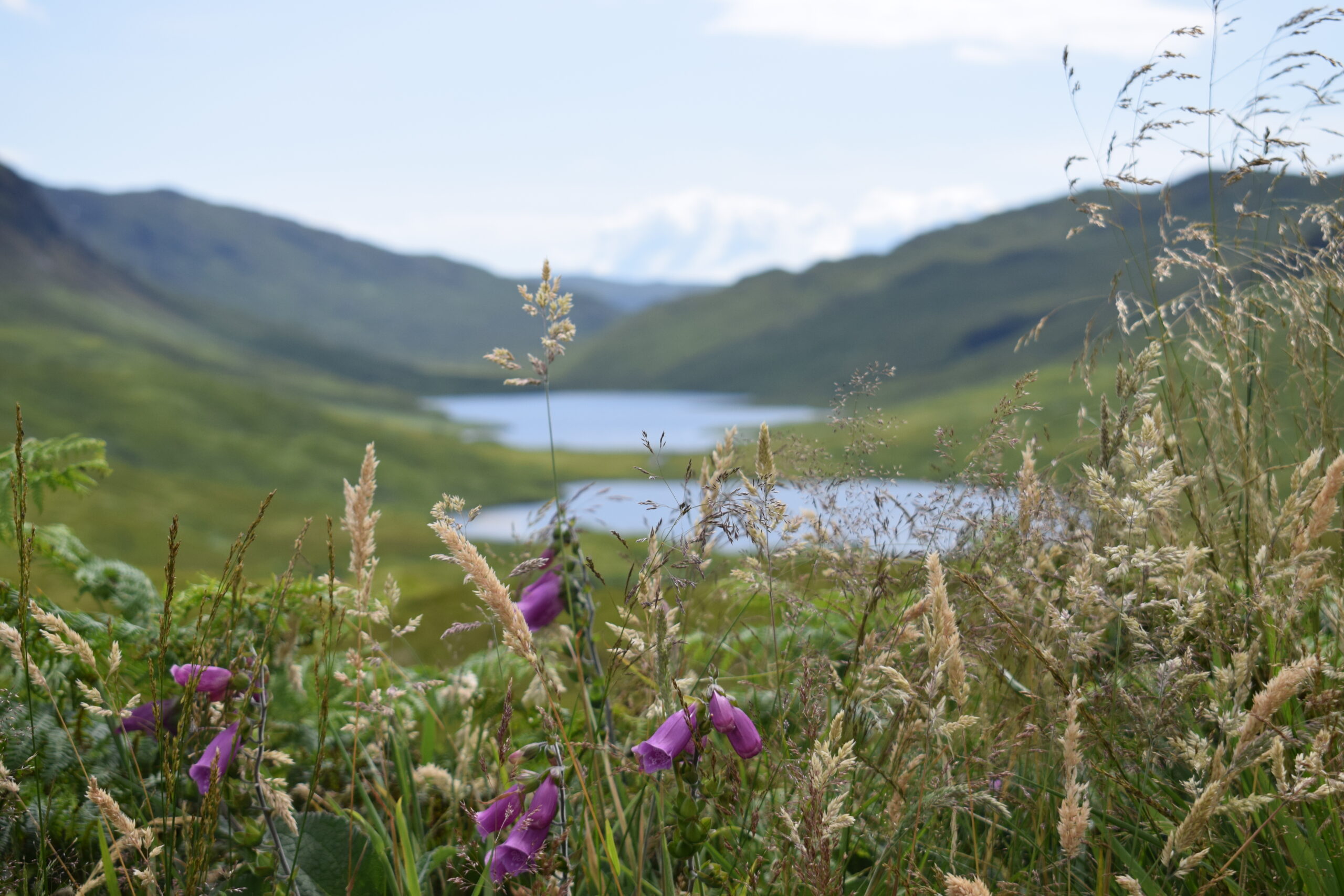 Isle of Mull - Photo op with flowers in the glen