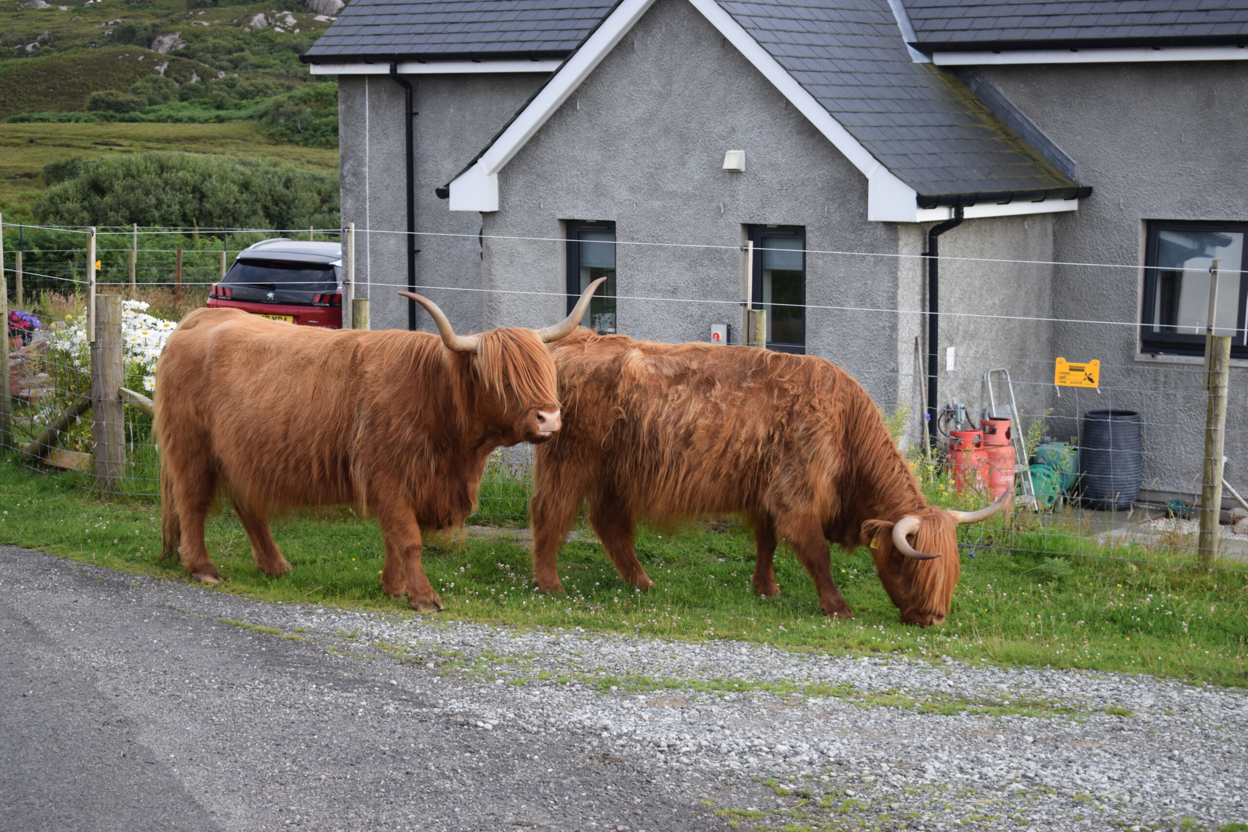 Fuzzy Visitors - a parade of Highland Cattle came for a wee visit.