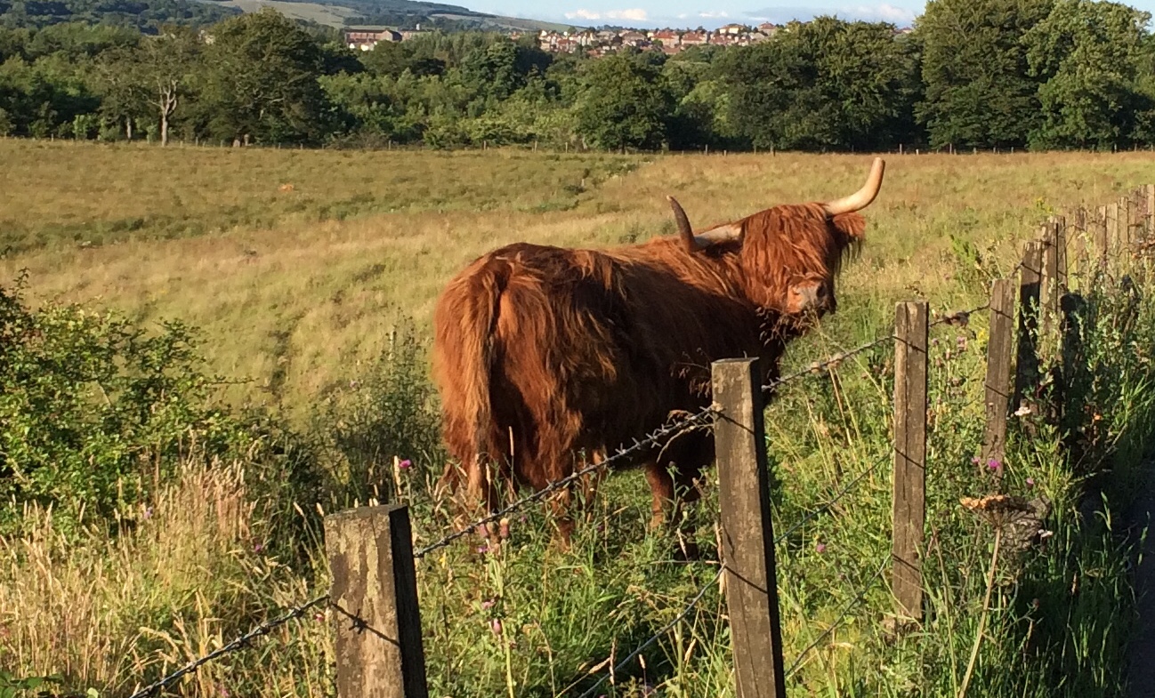 Highland Coo